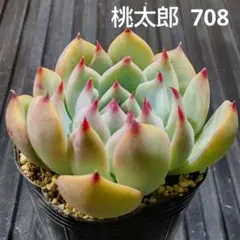 Yu-min様 リクエスト 2点 まとめ商品