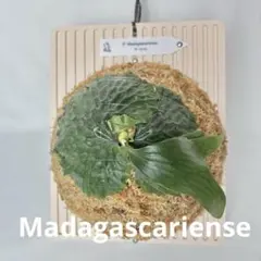 P. Madagascariense【大株】（TC）【11】のサムネイル