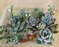 きょん様 リクエスト 2点 まとめ商品