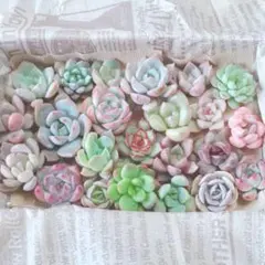 ゆうパック発送！多肉植物 カット苗 寄せ植えセット 89