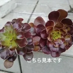 maririn9277様 リクエスト 2点 まとめ商品