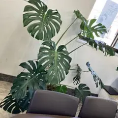 観葉植物 アロカシアハートいも 8寸 高さ105㎝ 希少 クワズイモ - メルカリ