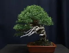 2025年最新】糸魚川真柏の人気アイテム - メルカリ