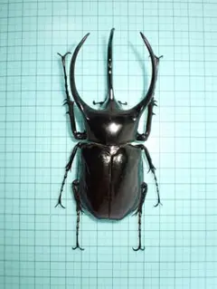 標本 フレンチギアナ産 アクティオンゾウカブト 昆虫標本 - メルカリ