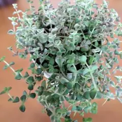リトルミッシー多肉植物 セダム