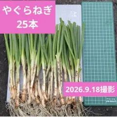 【珍野菜】やぐらねぎ苗!植えっぱなしＯＫ。毎年楽しめるネギ(家庭菜園にお勧め）
