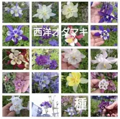 西洋オダマキの種MIX 100粒以上のサムネイル