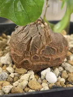 2026年最新】アフリカ亀甲竜の人気アイテム - メルカリ