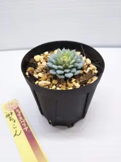 2025年最新】おらいさん苗 ちょこんの人気アイテム - メルカリ