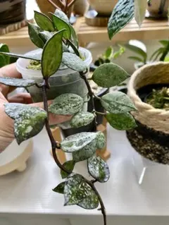 2025年最新】ホヤ ラクノーサの人気アイテム - メルカリ