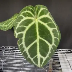 2026年最新】anthurium michelleの人気アイテム - メルカリ