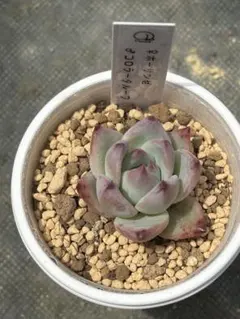 多肉植物 ホーリンゼ×コロラータルーフのサムネイル