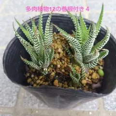 多肉植物12の巻根付き４のサムネイル