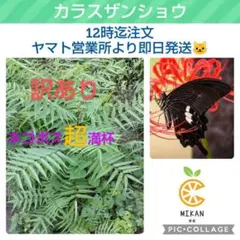 カラスザンショウ　枝付き葉っぱ 1000枚　訳ありミックス　アゲハ蝶　幼虫　餌 2025年最新】カラスザンショウの人気アイテム - メルカリ