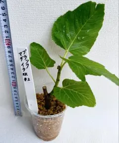 2026年最新】Black Madeira KK の人気アイテム - メルカリ