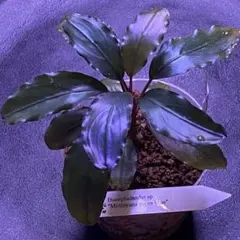 ブセファランドラsp.Super Blue Red Stem 水上株 - メルカリ