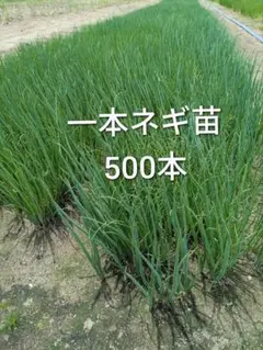 ロンちゃん　玉ねぎ苗　1000本 ロンちゃん様専用 玉ねぎ苗 1000本 - メルカリ