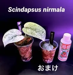スキンダプサス スノーフレック ミューテーション ダークフォーム L1
