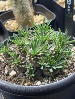 ユーフォルビア デセプタ 実生株 イタリア輸入 1 - メルカリ