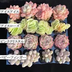 た*読様 4種類セット E0020×16苗 土付き 多肉植物 エケベリア 韓国苗