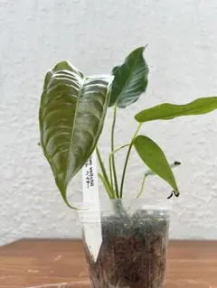 希少　アンスリウム ルネッサンス　斑入り　美株　鉢ごとメルカリ便 2025年最新】アンスリウムの人気アイテム - メルカリ