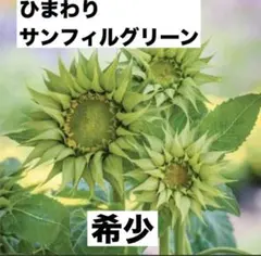 ❤️希少！ひまわり F1 サンフィル グリーン種 １０粒