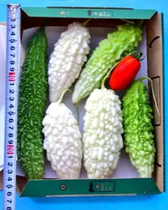 新鮮ゴーヤ　白ゴーヤ食べ比べ6個　農薬・ 除草剤不使用のサムネイル