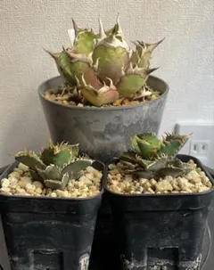 2026年最新】赤猫 アガベの人気アイテム - メルカリ