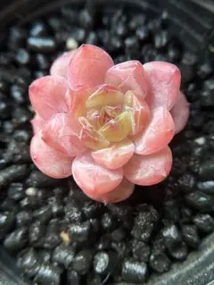 あ*ん様 現品　新作　多肉植物　エケベリア　ルビーのいちご大福　1株　5cm鉢