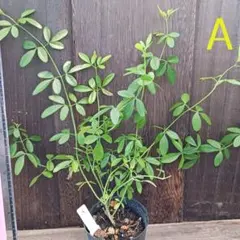 あけみん様 リクエスト 3点 まとめ商品