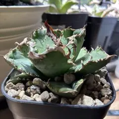 2025年最新】アガベ チタノタ 蚩尤の人気アイテム - メルカリ