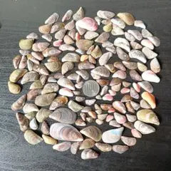 246　ヒバリガイ　貝がら