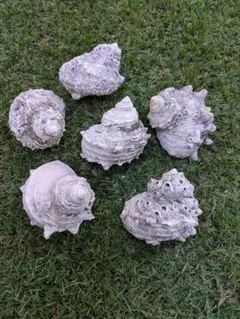 天然貝殻 6個セット インテリア装飾