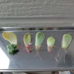 cochan様 リクエスト 2点 まとめ商品