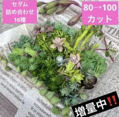 特価‼️名前画像有❣️セダムカット苗 詰め合わせ 16種80→100カットに増量中♡