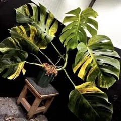 2026年最新】モンステラボルシギアナ オーレアの人気アイテム - メルカリ