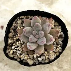 イーゲルコット 抜き苗 多肉植物 ミックスベリア おらいさん苗 - メルカリ