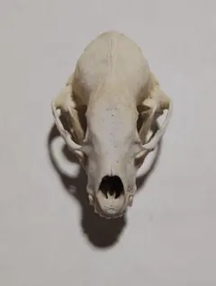 アナグマ(Meles)の頭骨