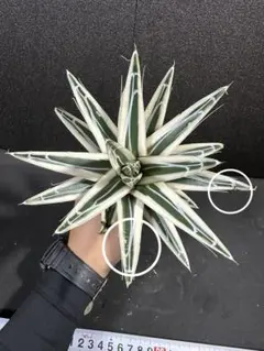 2025年最新】アガベ 笹の雪 氷山の人気アイテム - メルカリ