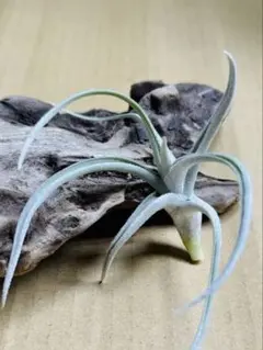 Tillandsia Splendid Journey 速達発送 - メルカリ