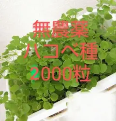무농약 별꽃 씨앗 200개