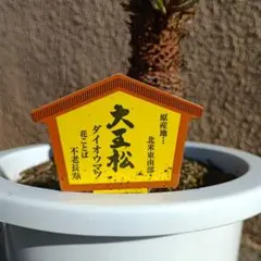 2026年最新】真柏 苗の人気アイテム - メルカリ