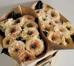 正規品】一期一会薔薇接木苗 希少品種 ラベル付き 開花株（大苗6号角深