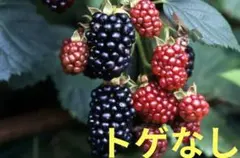 ブラックベリー苗木