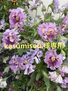 kasumisou.様専用
