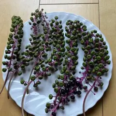 ヨウシュヤマゴボウ 苗木 鉢植え - メルカリ