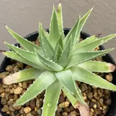 ポリフィラ錦　アロエ　ポリフィラ　　ユーフォルビア　サボテン　アガベ アロエ ポリフィラ / Aloe polyphylla #1 | Ducks ( plants. )