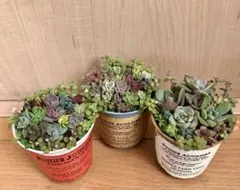 そのまま飾れます❤️ 多肉植物　寄せ植え　育て方メモつき❤️ カラフル　３つセット