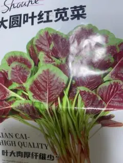 红苋菜种子 苋菜種 ヒユナ野菜種 1、5gランター栽培OK - メルカリ