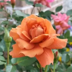 【蕾付き】ミニバラ テディベア 苗 四季咲きのサムネイル